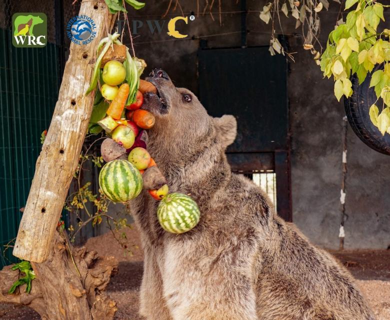 Img default alt hy