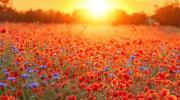 Img default alt hy